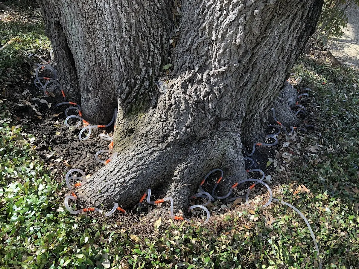 Detailed Tree Cabling and Bracing job site in Thornfield